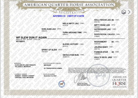 HorseID: 2314056 WF SLEW DUN IT AGAIN - PhotoID: 1099622