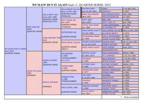 HorseID: 2314056 WF SLEW DUN IT AGAIN - PhotoID: 1099623