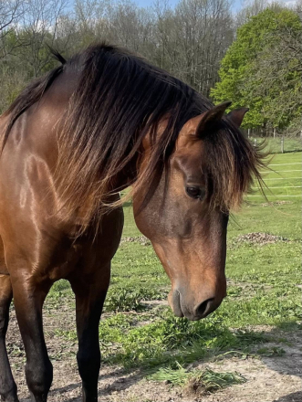 HorseID: 2314063 Matador BPF - PhotoID: 1099654