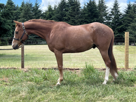 HorseID: 2314066 Smarty Pants O’Malley - PhotoID: 1100112
