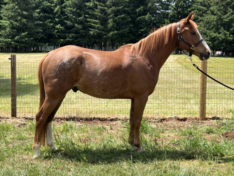 HorseID: 2314066 Smarty Pants O’Malley - PhotoID: 1100113