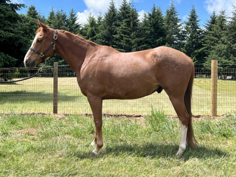 HorseID: 2314066 Smarty Pants O’Malley - PhotoID: 1100114