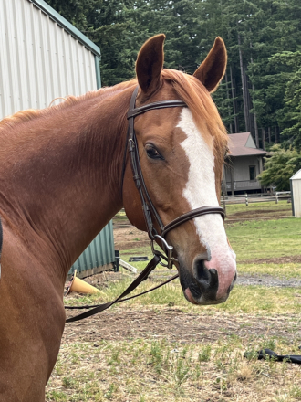 HorseID: 2314066 Smarty Pants O’Malley - PhotoID: 1100115