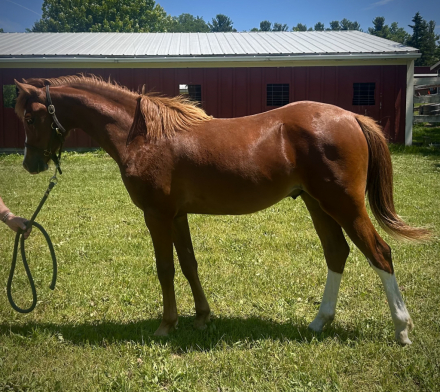 HorseID: 2314069 GG Fiorino - PhotoID: 1099656