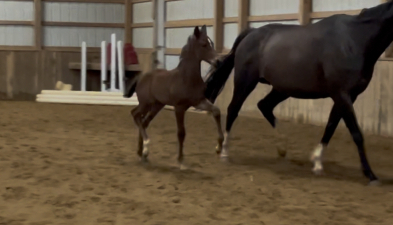 HorseID: 2314070 Salute FC - PhotoID: 1099666