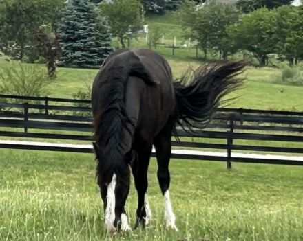 HorseID: 2314071 Feathers and Lace Dare to Dream - PhotoID: 1099669
