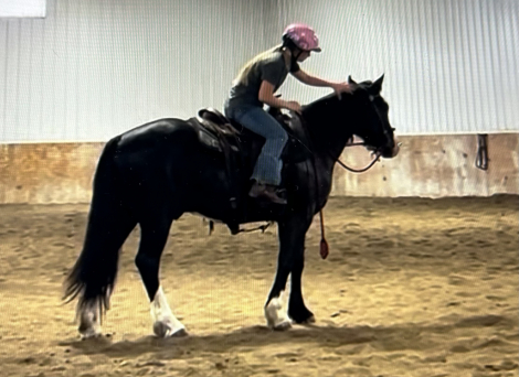 HorseID: 2314071 Feathers and Lace Dare to Dream - PhotoID: 1099670