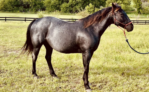 HorseID: 2314071 Feathers and Lace Dare to Dream - PhotoID: 1099671