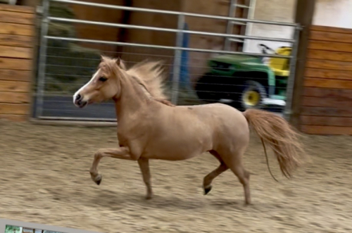 HorseID: 2314072 Hunterberry Hill PoppyFieldsofJubilee - PhotoID: 1099674