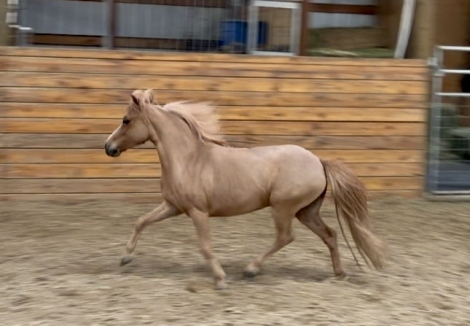 HorseID: 2314072 Hunterberry Hill PoppyFieldsofJubilee - PhotoID: 1099675