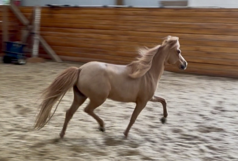 HorseID: 2314072 Hunterberry Hill PoppyFieldsofJubilee - PhotoID: 1099676