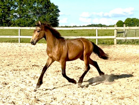 HorseID: 2314085 Dark Moon Iridessa - PhotoID: 1099679