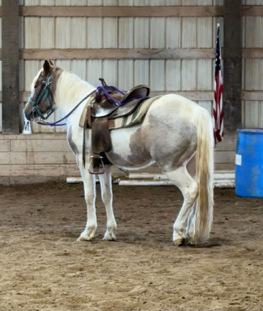 HorseID: 2314088 Lucky Boy - PhotoID: 1099681