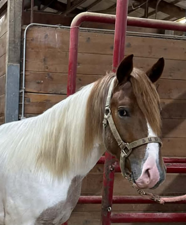 HorseID: 2314088 Lucky Boy - PhotoID: 1099682