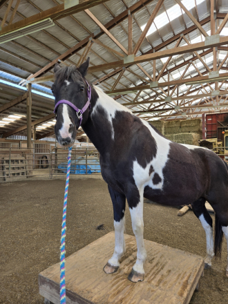 HorseID: 2314089 Kings Diamond Jet - PhotoID: 1101121