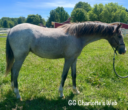 HorseID: 2314090 GG Charlotte’s Web - PhotoID: 1099683
