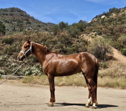 HorseID: 2314091 Hot Little Red Head - PhotoID: 1099692