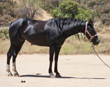 HorseID: 2314094 Buds Fullmoon Dancer - PhotoID: 1100599