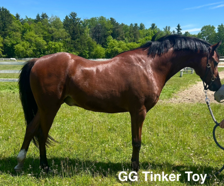 HorseID: 2314096 GG Tinker Toy - PhotoID: 1099698