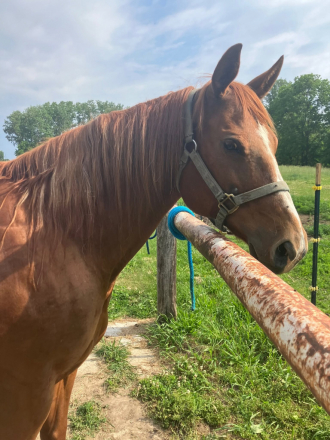HorseID: 2314097 Intimate Suggestion - PhotoID: 1099705