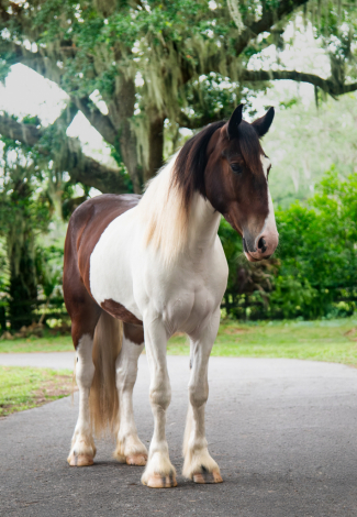 HorseID: 2314098 Milkshake - PhotoID: 1099700
