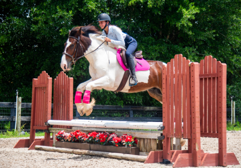 HorseID: 2314098 Milkshake - PhotoID: 1099701