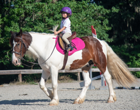 HorseID: 2314098 Milkshake - PhotoID: 1099702