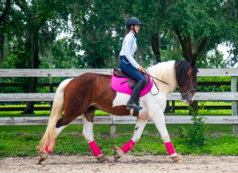 HorseID: 2314098 Milkshake - PhotoID: 1099703