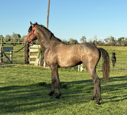 HorseID: 2314101 El Lobo RD - PhotoID: 1099707