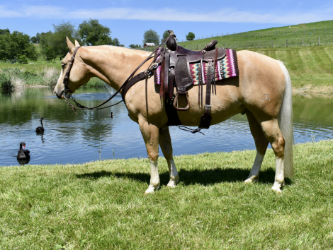 HorseID: 2314106 Twilights Fusion - PhotoID: 1099710
