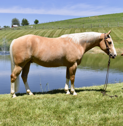 HorseID: 2314106 Twilights Fusion - PhotoID: 1099712