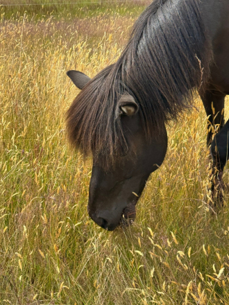 HorseID: 2314109 Aradis from Red Feather - PhotoID: 1099714
