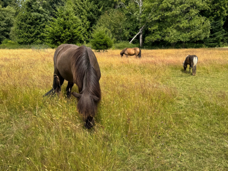 HorseID: 2314109 Aradis from Red Feather - PhotoID: 1099716