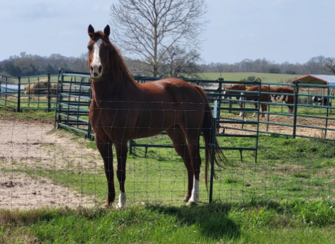 HorseID: 2314118 LIBERTY - PhotoID: 1099722