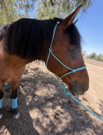 HorseID: 2314122 Chuck - PhotoID: 1099725