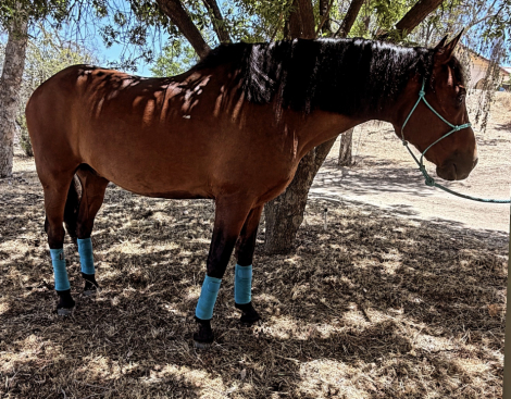 HorseID: 2314122 Chuck - PhotoID: 1099726