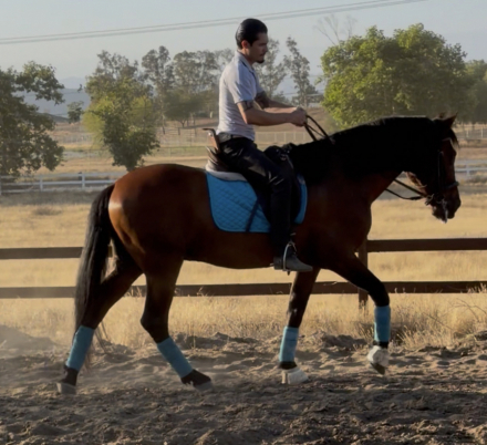 HorseID: 2314122 Chuck - PhotoID: 1099727