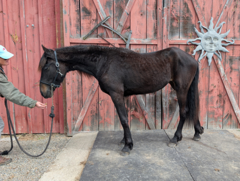 HorseID: 2314126 Nahema YGF - PhotoID: 1099897