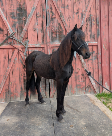 HorseID: 2314126 Nahema YGF - PhotoID: 1099898