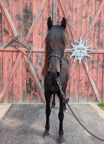 HorseID: 2314126 Nahema YGF - PhotoID: 1099899