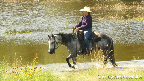 HorseID: 2314135 Silver Hope Stik - PhotoID: 1099735