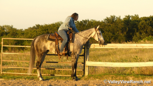 HorseID: 2314135 Silver Hope Stik - PhotoID: 1099736