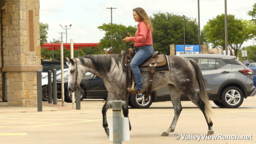 HorseID: 2314135 Silver Hope Stik - PhotoID: 1099737