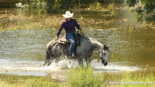 HorseID: 2314135 Silver Hope Stik - PhotoID: 1099739