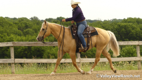 HorseID: 2314139 Jesses Lil Poco - PhotoID: 1099747