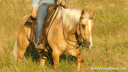 HorseID: 2314139 Jesses Lil Poco - PhotoID: 1099748