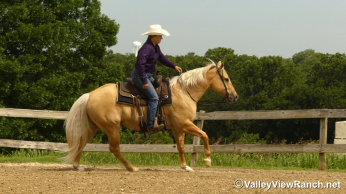 HorseID: 2314139 Jesses Lil Poco - PhotoID: 1099749