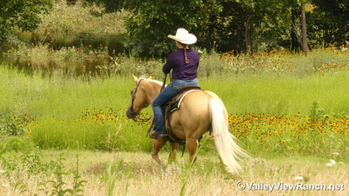 HorseID: 2314139 Jesses Lil Poco - PhotoID: 1099750