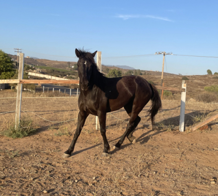 HorseID: 2314143 Chevelle - PhotoID: 1099753