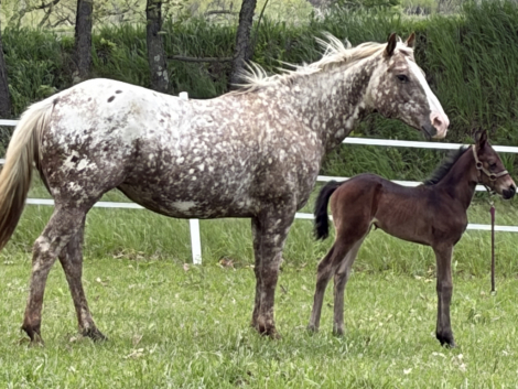 HorseID: 2314146 Freckles - PhotoID: 1099755